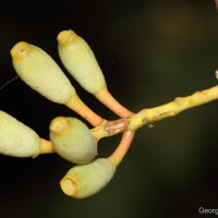 Dendrophthoe ligulatus (Thwaites) Tiegh.